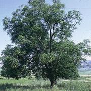 Juglans regia (Nogal)